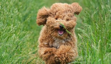 Ciao Bello: Anwohner-Protest scheitert, Steinhagens Hundewiese kann kommen | Haller Kreisblatt