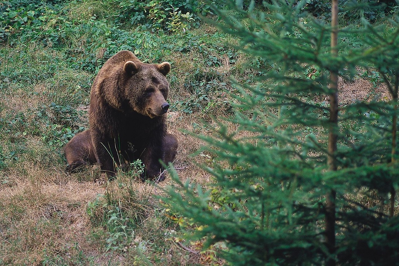 Der Braunbär kann im Korridor des Grünen Bands sicher wandern 