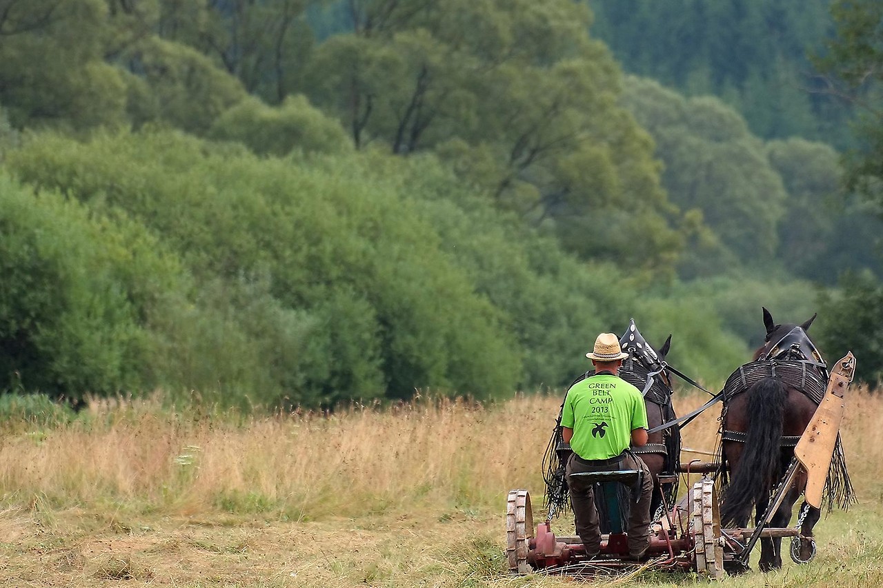 An der Maltsch werden im Zuge der „Green Belt Camps“ Feuchtwiesen mit traditionellen Methoden gemäht 