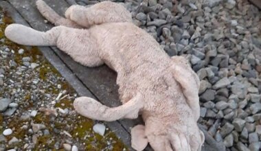 Rückblick 2025: Kuriose Einsätze von Polizei und Feuerwehr in München - München