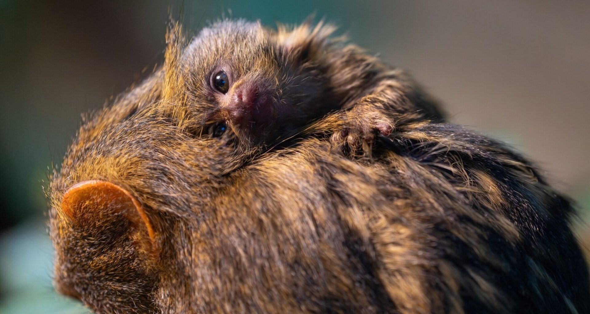 Wilhelma Stuttgart: Putziger Nachwuchs bei Zwergseidenäffchen - Nachrichten aus Stuttgart