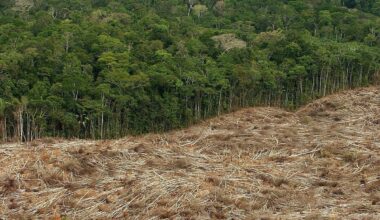 Abschwächung der EU-Waldschutzverordnung: „Pragmatische Lösung“ oder „dramatischer Fehler“?