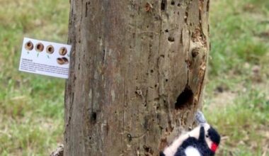 Ein Stofftier in Form eines Buntspechts an einem Baumstamm ohne Rinde. Das Holz ist löchrig.
