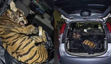 Rekord-Razzia gegen illegalen Handel: Interpol befreit 30.000 Tiere | News