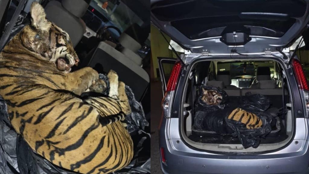 Rekord-Razzia gegen illegalen Handel: Interpol befreit 30.000 Tiere | News