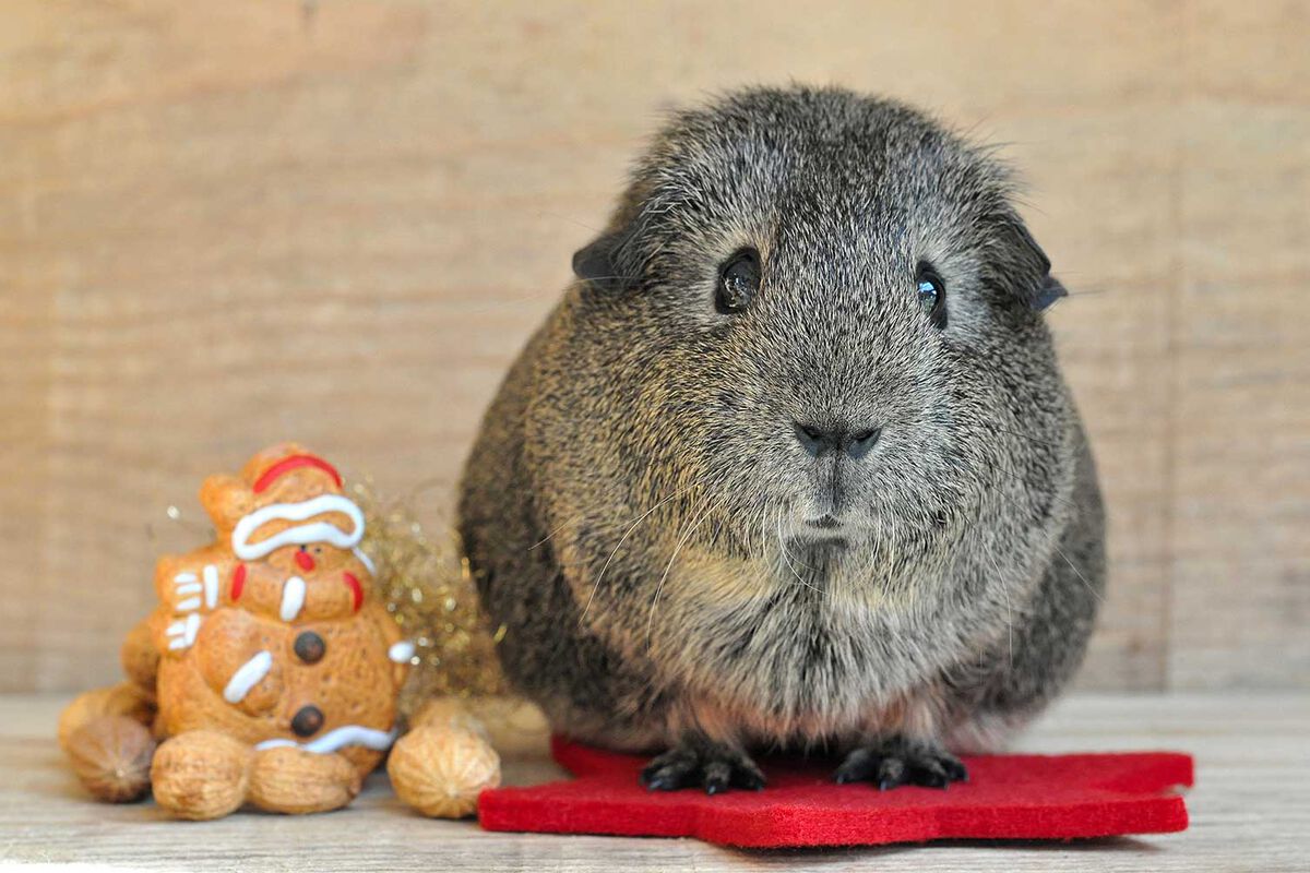 Nicht unterm Baum, sondern artgerecht: Meerschweinchen benötigen viel Platz und Aufmerksamkeit. Foto: Tierschutzverein der StädteRegion Aachen - 