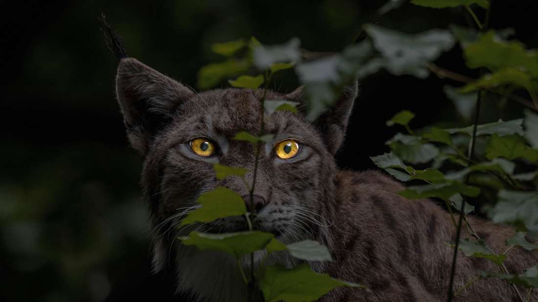 In Bayern treiben sich viele der seltensten Tiere Deutschlands herum. Die meisten gibt es im Alpenraum oder rund um den Bayerischen Wald, manche finden sich aber auch in Franken und Schwaben. Auf den nachfolgenden Bildern finden Sie eine Auswahl der seltensten Tiere, die Ihnen im Freistaat begegnen können.