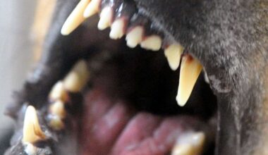 Frau wird verletzt – Besitzer flüchtet