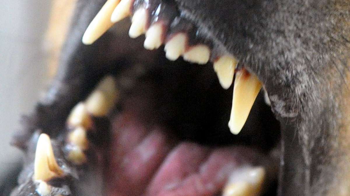 Frau wird verletzt – Besitzer flüchtet