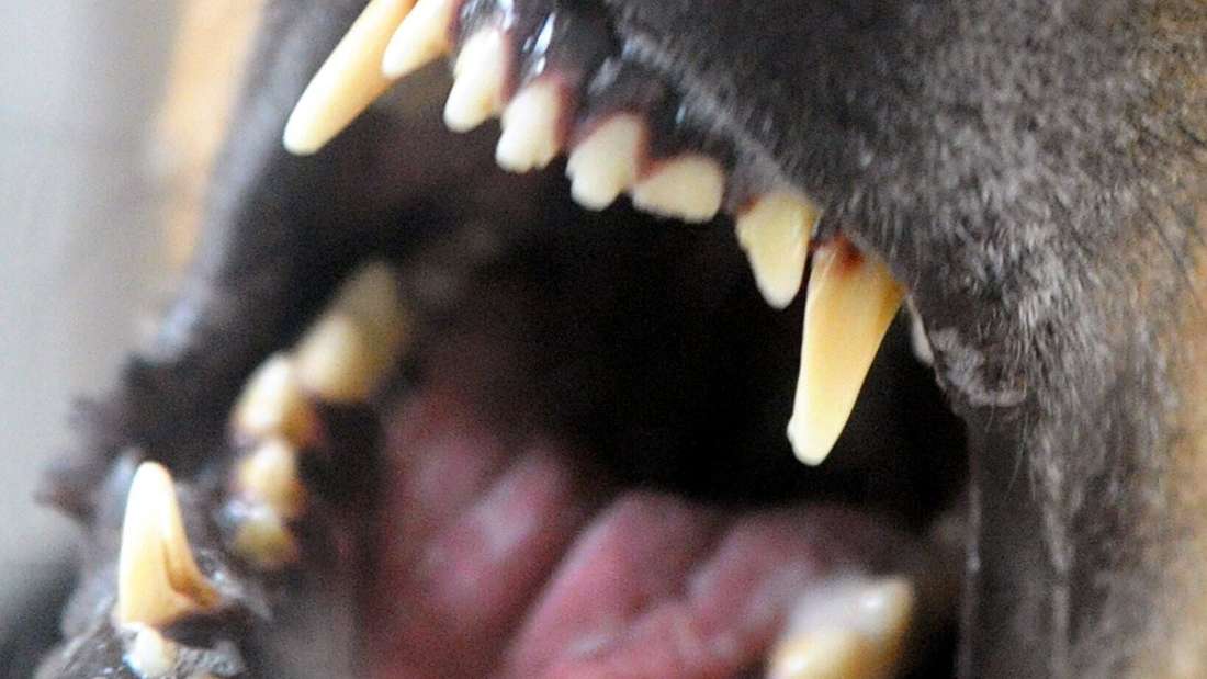 Hund fletscht die Zähne (Symbolbild) 