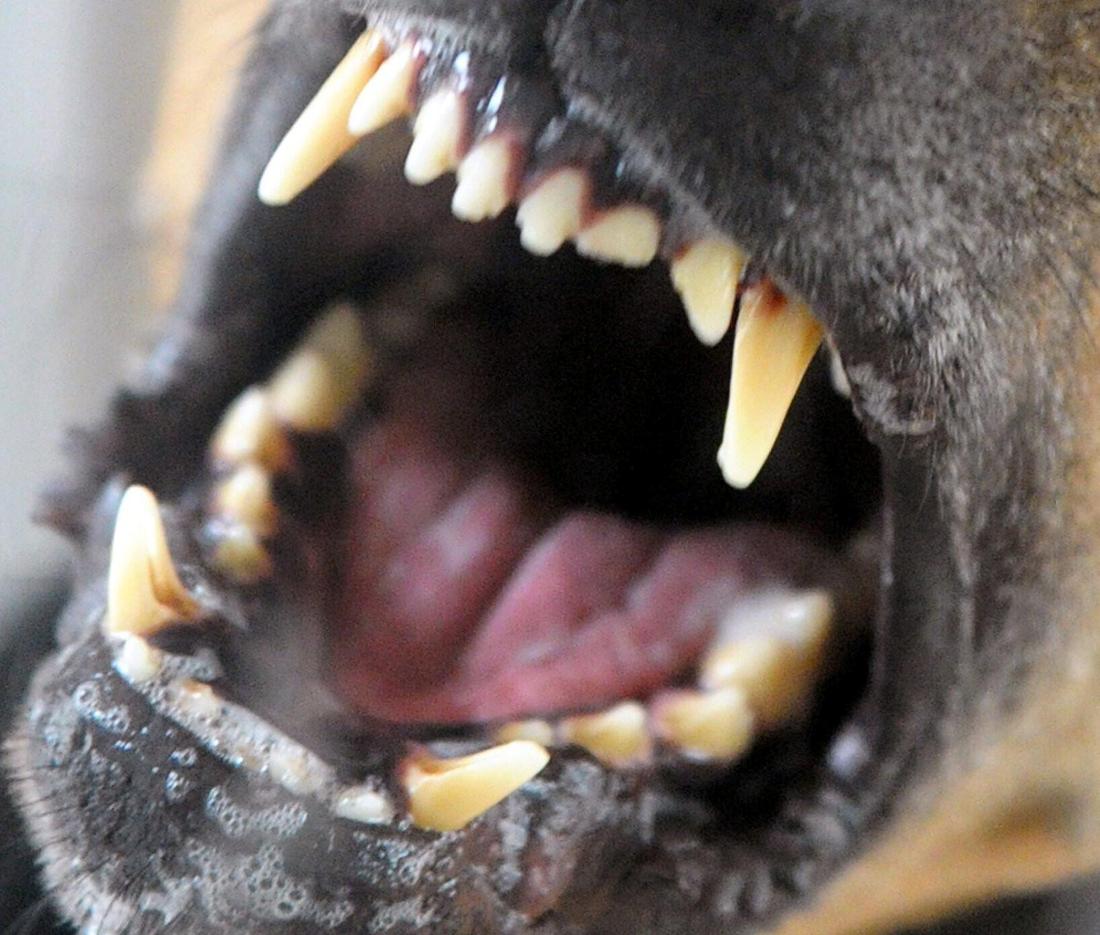 Hund fletscht die Zähne (Symbolbild) 
