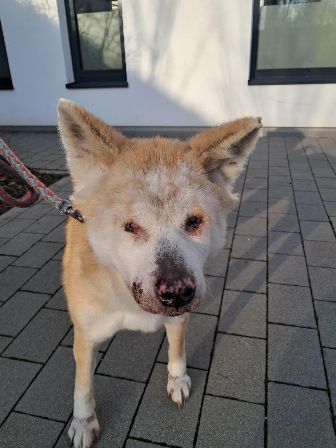 So ist die blinde Hündin im Tierheim München angekommen.