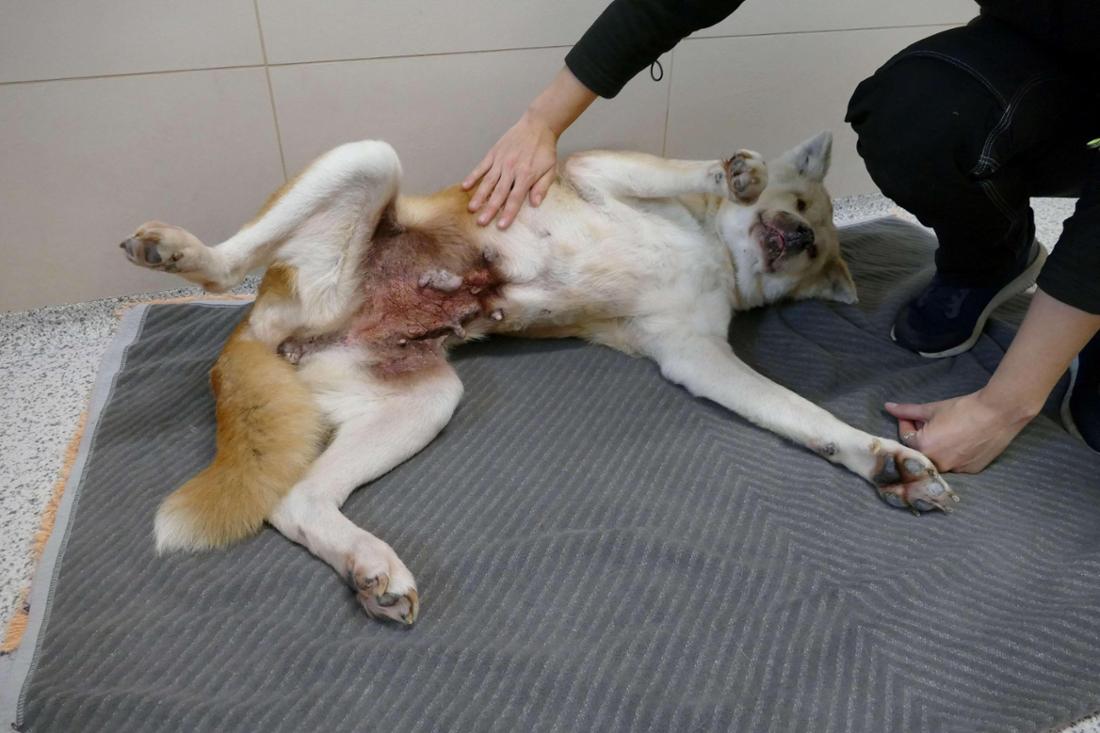 Diva hat ein außergewöhnlich liebevolles und zutrauliches Wesen.