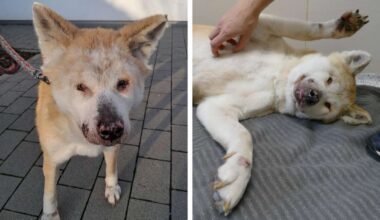 Tierschutzverein München rettet blinde Hündin aus Balkonhaltung