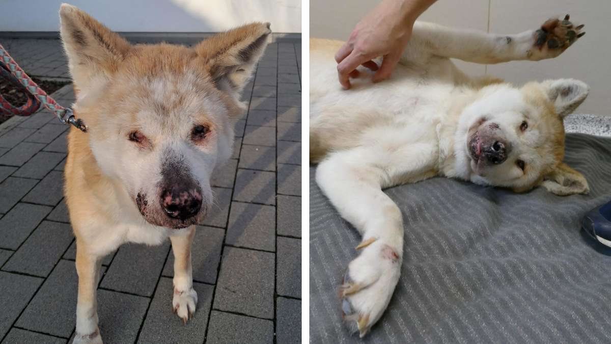 Tierschutzverein München rettet blinde Hündin aus Balkonhaltung