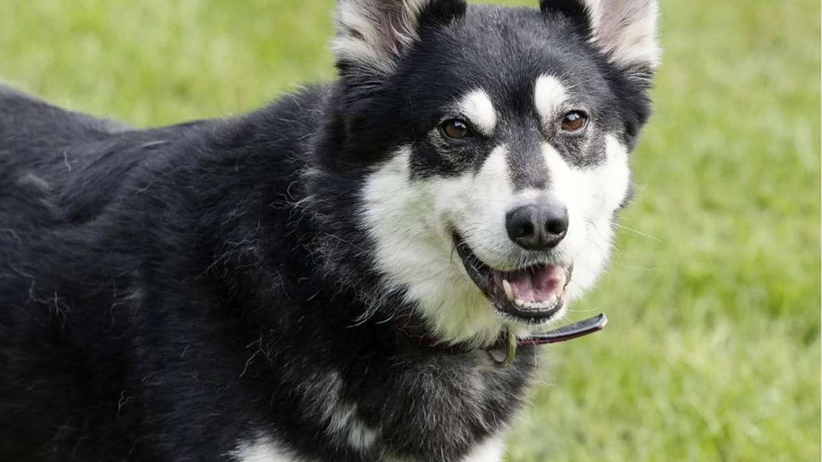 Hund Müsli landet nach nur wenigen Wochen wieder im Tierheim