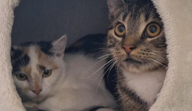 Erst vermittelt, dann wieder zurück ins Velberter Tierheim