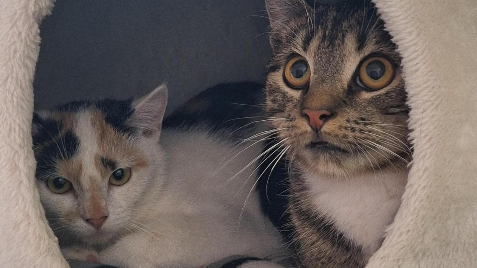 Erst vermittelt, dann wieder zurück ins Velberter Tierheim