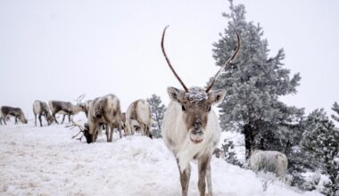 Wölfe reißen Finnlands Rentiere – Fressorgie wegen Putins Krieg?