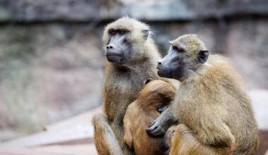 Tiergarten Nürnberg: Nach Pavian-Tötung - Zoo freut sich über Babys
