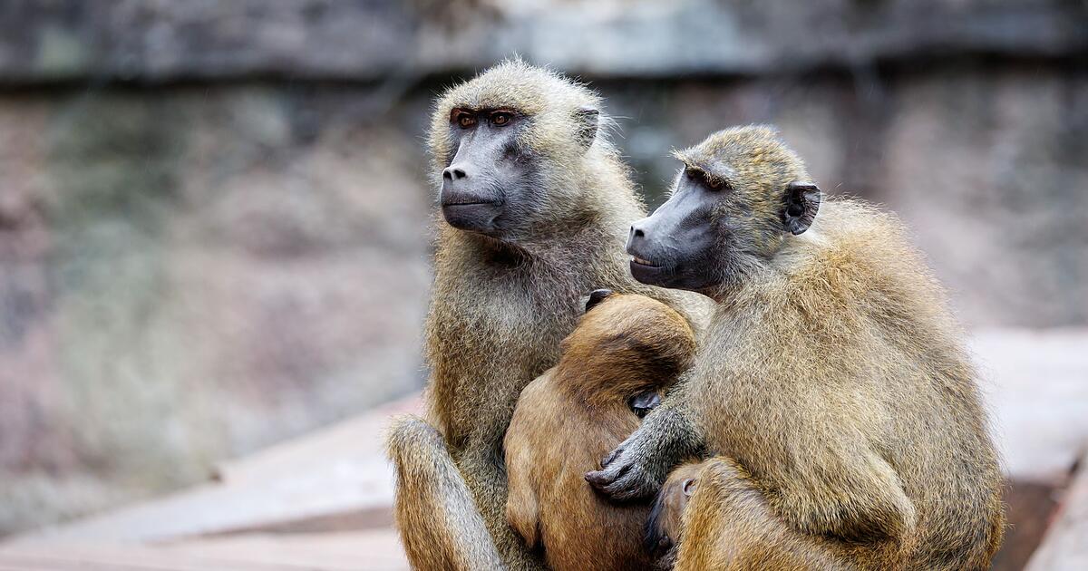Tiergarten Nürnberg: Nach Pavian-Tötung - Zoo freut sich über Babys
