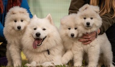 Zuckersüße Hundewelpen suchen neues Zuhause