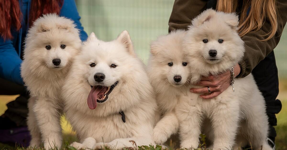 Zuckersüße Hundewelpen suchen neues Zuhause