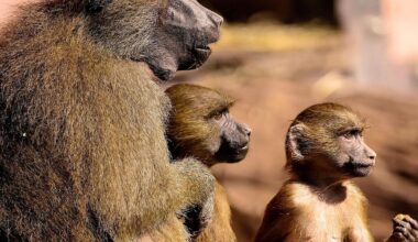 Tiergarten Nürnberg: Nach Pavian-Tötung - warum wieder Nachwuchs?