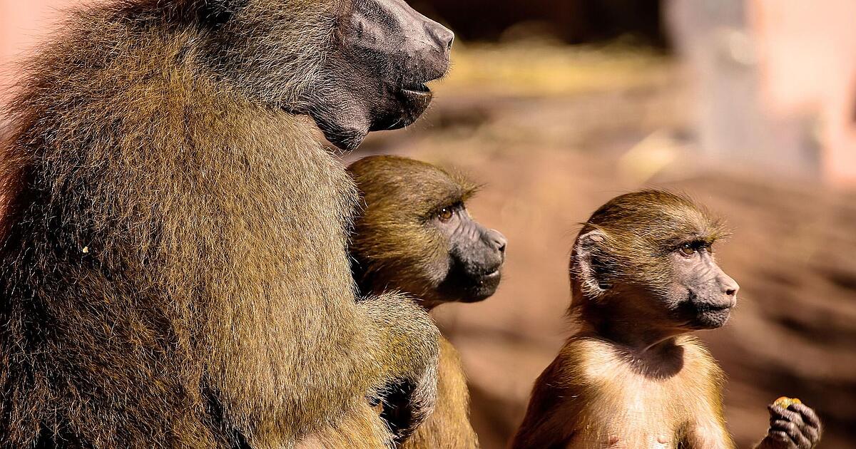 Tiergarten Nürnberg: Nach Pavian-Tötung - warum wieder Nachwuchs?