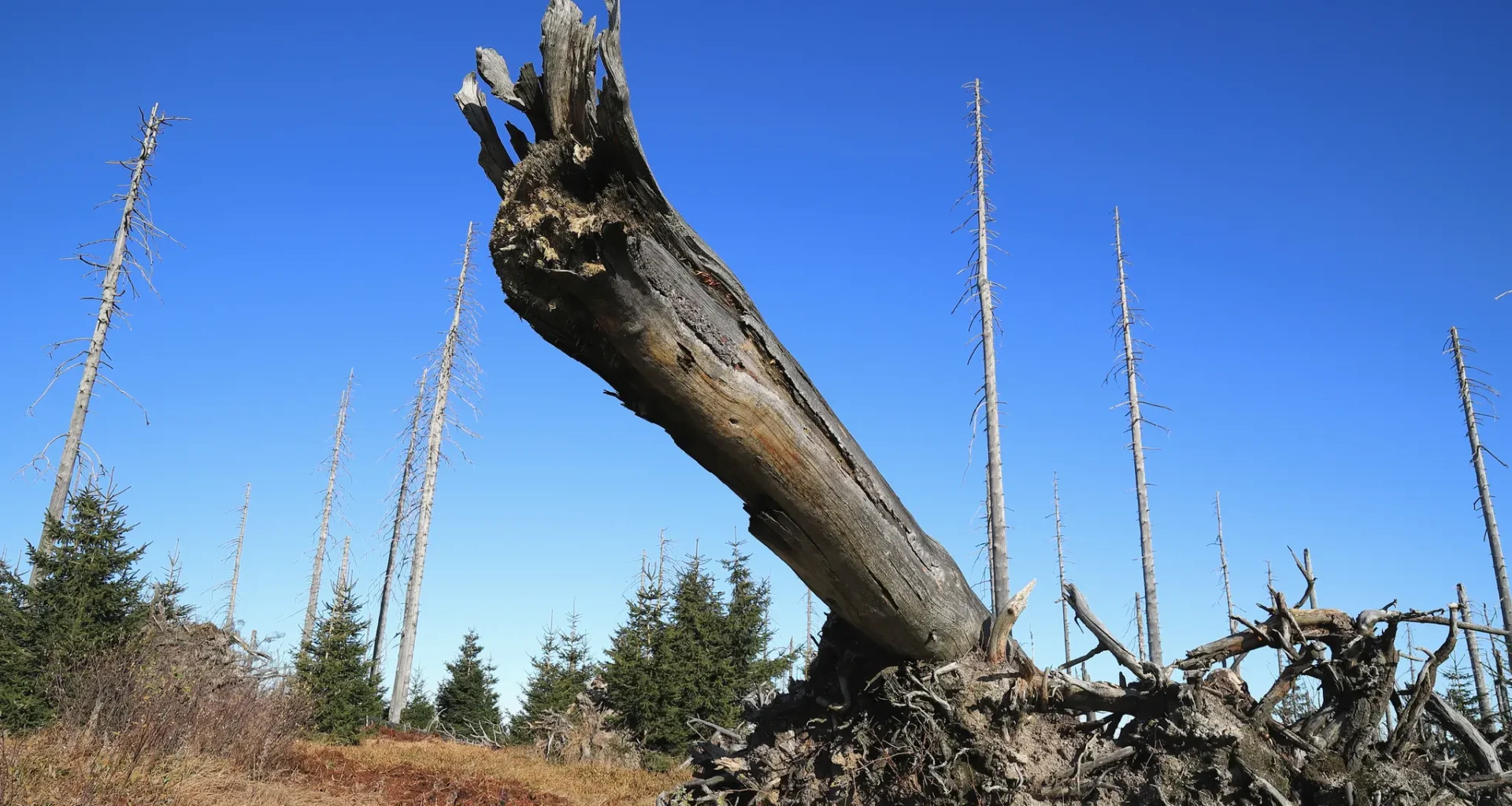 Zu warum und zu trocken: 2025 bestätigt: Keine guten Aussichten für Bayern
