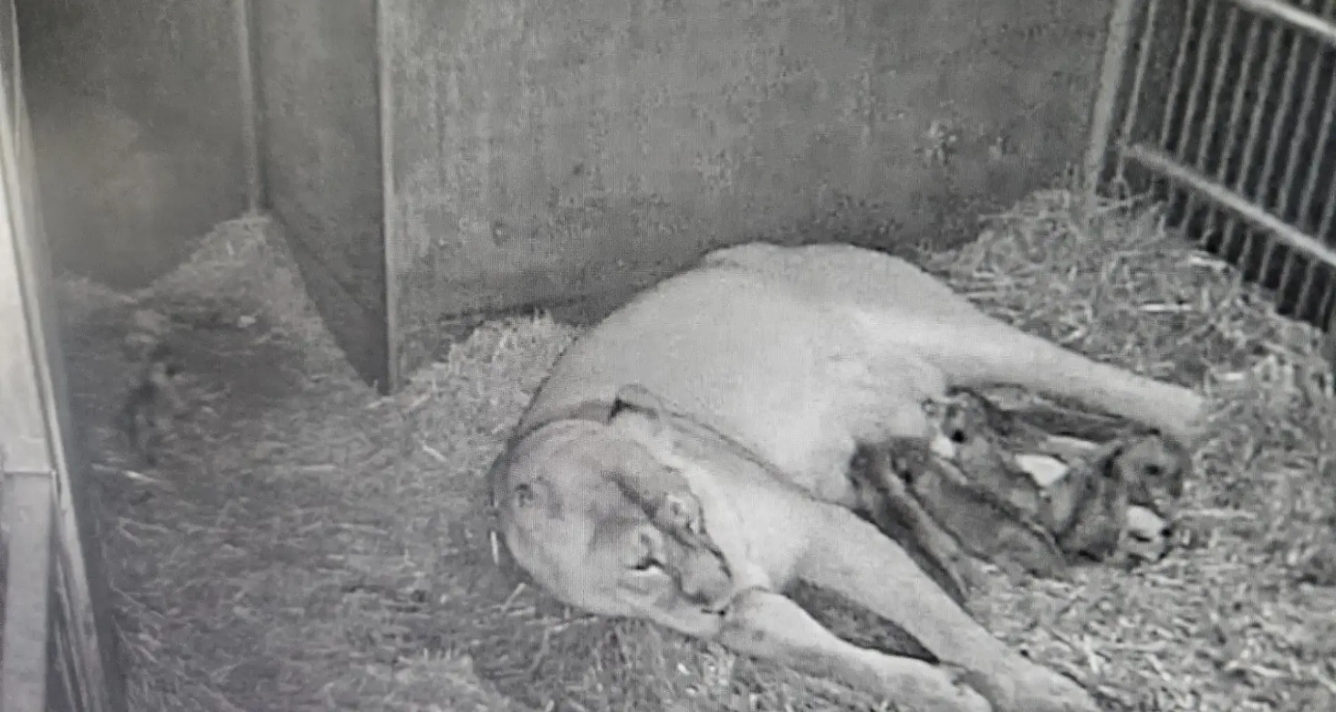 Raubtierhaus bleibt geschlossen: Es gibt Löwen­-Nachwuchs im Tiergarten Nürnberg