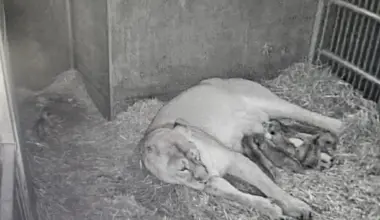 Raubtierhaus bleibt geschlossen: Es gibt Löwen­-Nachwuchs im Tiergarten Nürnberg