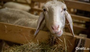 Schafe, Esel, Ochse – wie steht es um die Krippentiere?