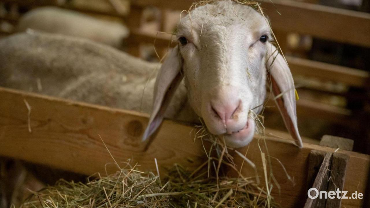 Schafe, Esel, Ochse – wie steht es um die Krippentiere?