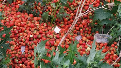 Die Erdbeeren seien nicht mehr vermarktbar gewesen, heißt es vom Betrieb.