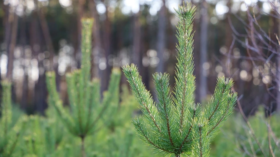 Junge Tannen in einer Baumschule mit unscharfem Waldhintergrund im Sonnenlicht.