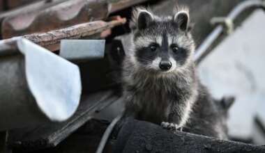 Wildtiere in der Stadt - Waschbären plagen Berlin - Gefahr für Amphibien - Wissen