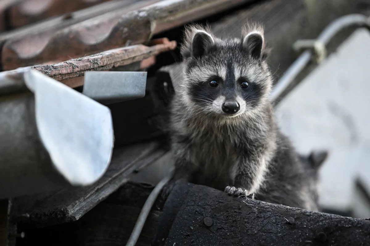 Wildtiere in der Stadt - Waschbären plagen Berlin - Gefahr für Amphibien - Wissen