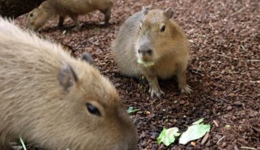 Capybara im Karlsruher Zoo erleben erfolgreiche Vergesellschaftung