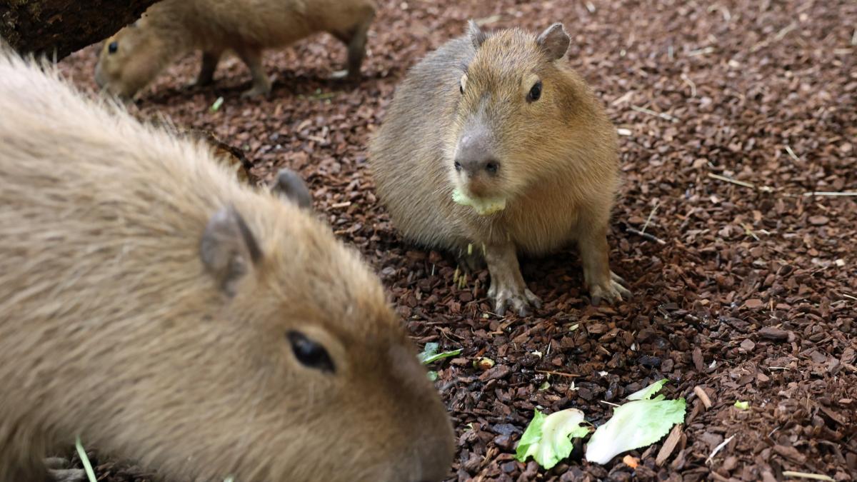 Capybara im Karlsruher Zoo erleben erfolgreiche Vergesellschaftung