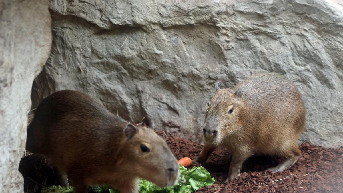 Neue Namen für Weibchen im Zoo Karlsruhe