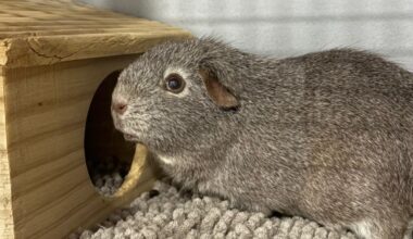 Fotos aus Tierheim Bochum zerreißen einem das Herz - "Schämt euch!"