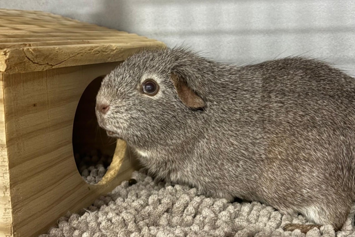 Fotos aus Tierheim Bochum zerreißen einem das Herz - "Schämt euch!"