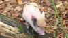Forsthofer Minischwein im Zoo Karlsruhe.