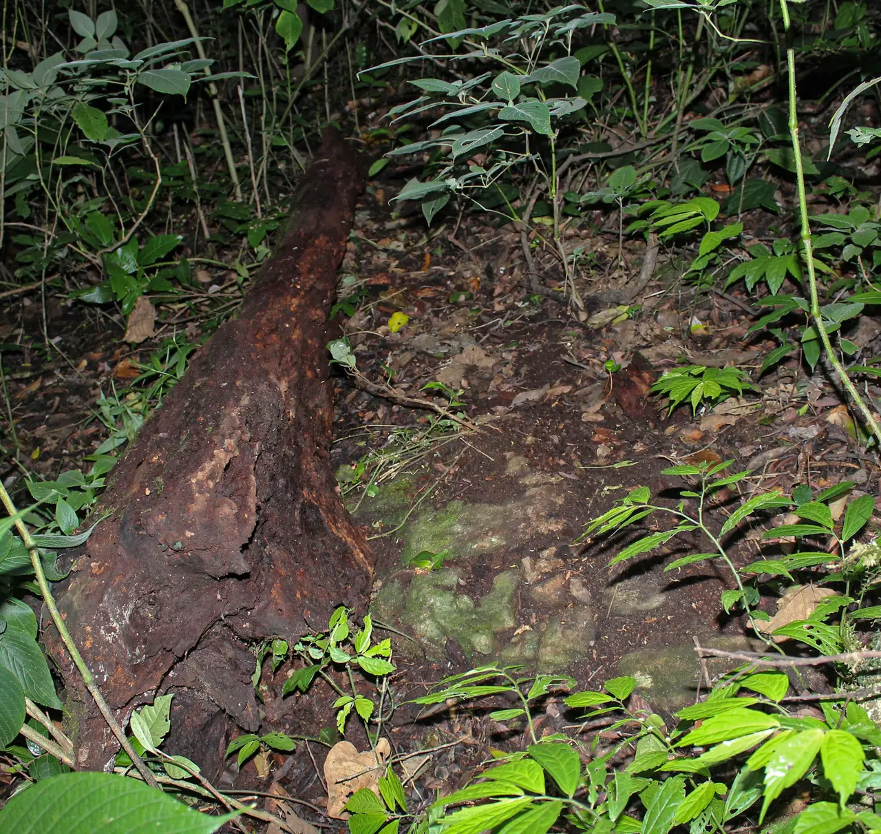 Gefallener Baumstamm auf einem bewachsenen Waldboden mit verschiedenen Pflanzen in einem dichten Wald.