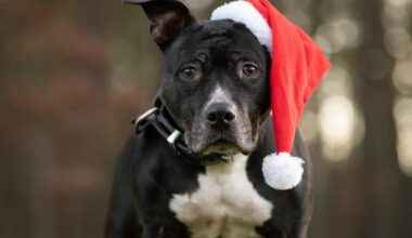 Tierheim Nürnberg sucht ein Zuhause für Polly