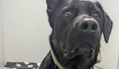 Rüde landet im Tierheim Nürnberg