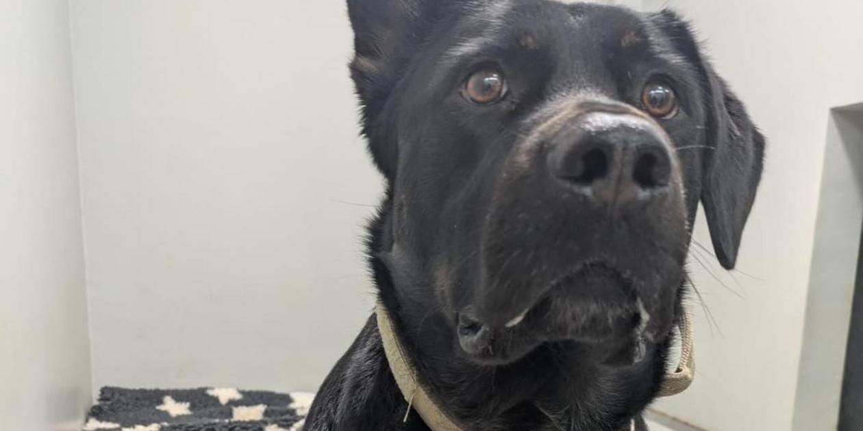 Rüde landet im Tierheim Nürnberg