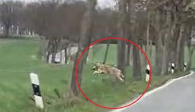 Wolf-Sichtungen in Holzwickede und Fröndenberg: Status ungeklärt