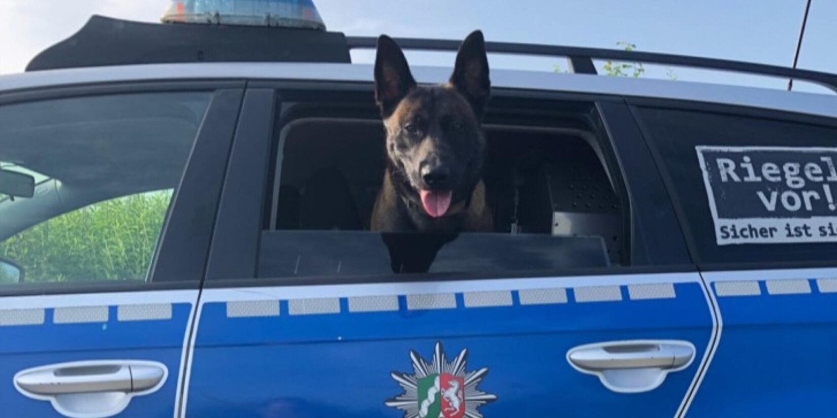 Polizeihund Jack stellt Fahrraddieb in Hombruch